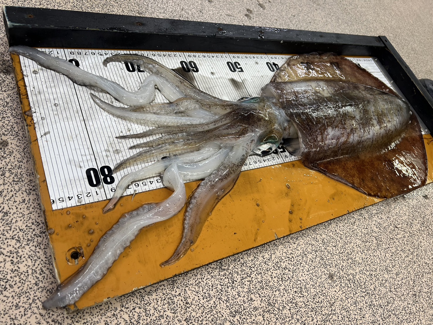 アオリイカは夢の3キロと言われる。3㌔は個体数自体が非常に少なく珍しいので、釣った場合価値があります。釣太郎