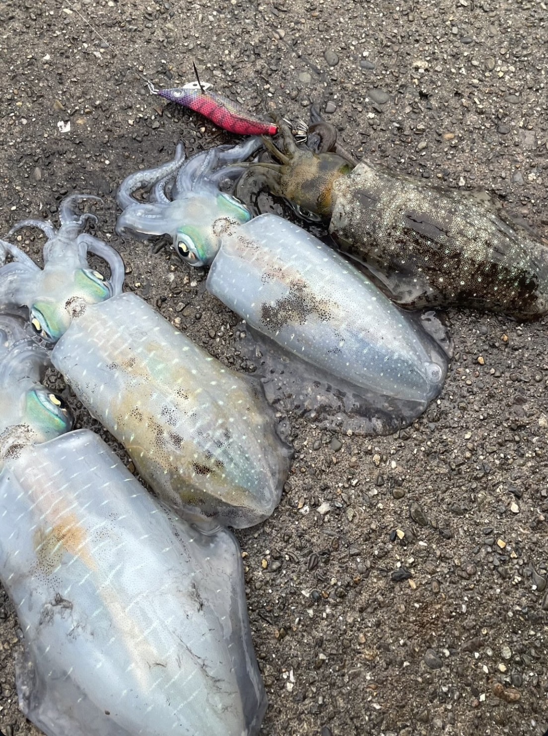 冬季のアオリイカ釣り特徴説明。エギング編。