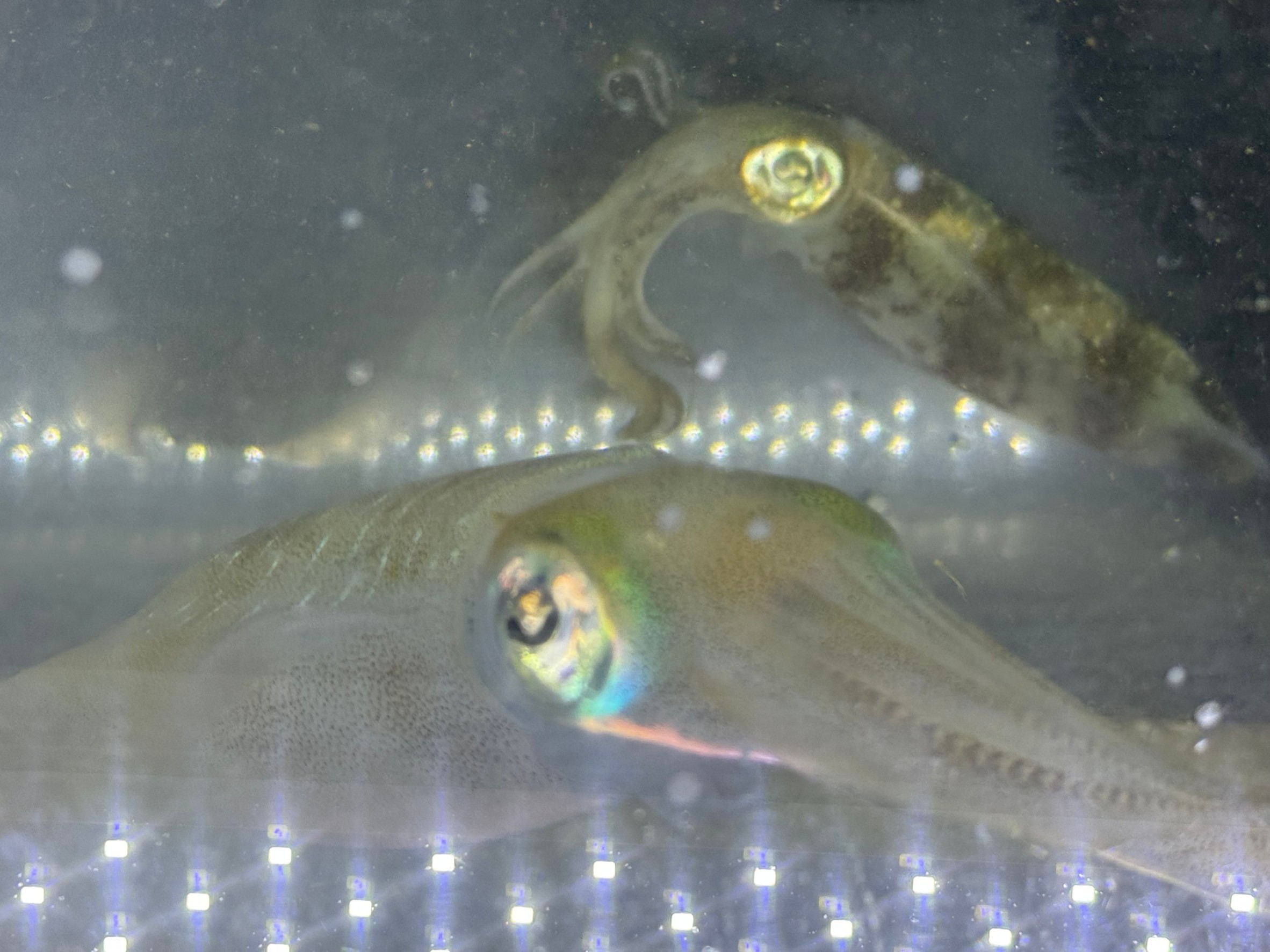 アオリイカは居着き(固定)と外洋性(流動的)があるという。美味しいのはどっち?見分け方は?釣太郎