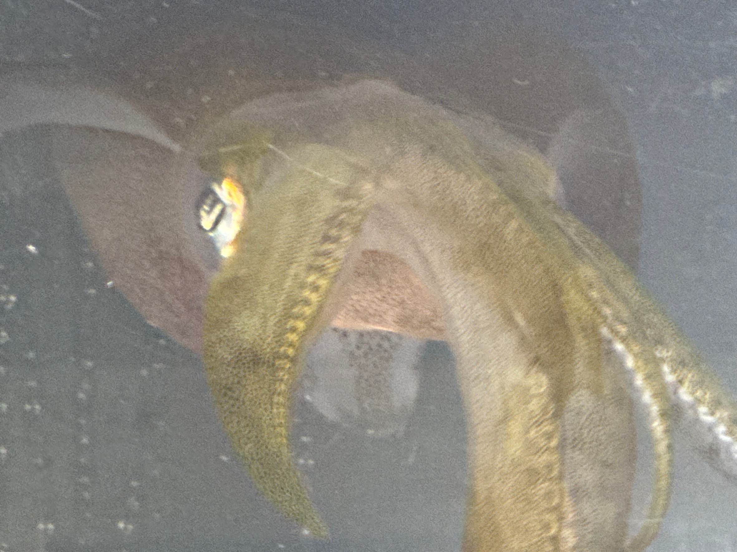 アオリイカは活魚、死んだアジ、腐敗したアジ、を捕食後、見分けがつくか？釣太郎みなべ店で現在飼育中。