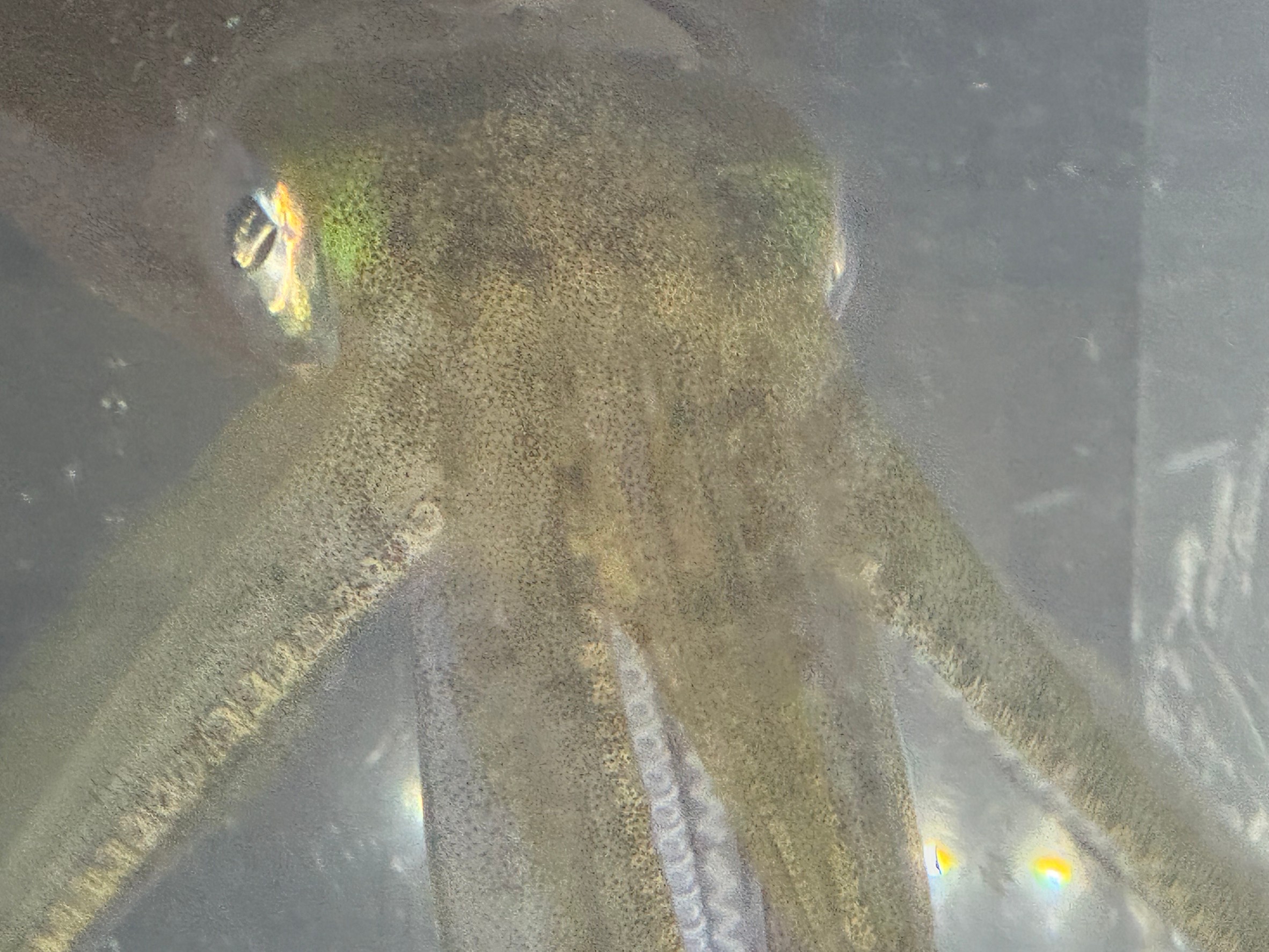 アオリイカの触腕が切れているものがあるが、タコのように再生するか?釣太郎