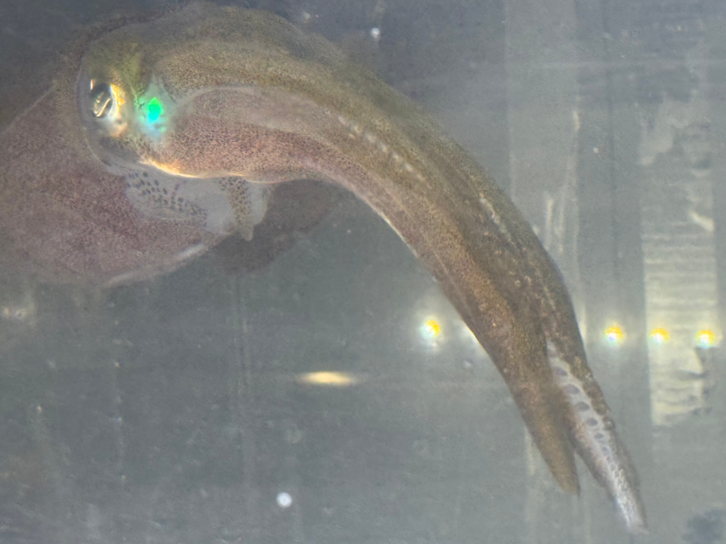 アオリイカは外洋性のものは、最大何キロ移動する？居着きは、そこから移動しない？釣太郎