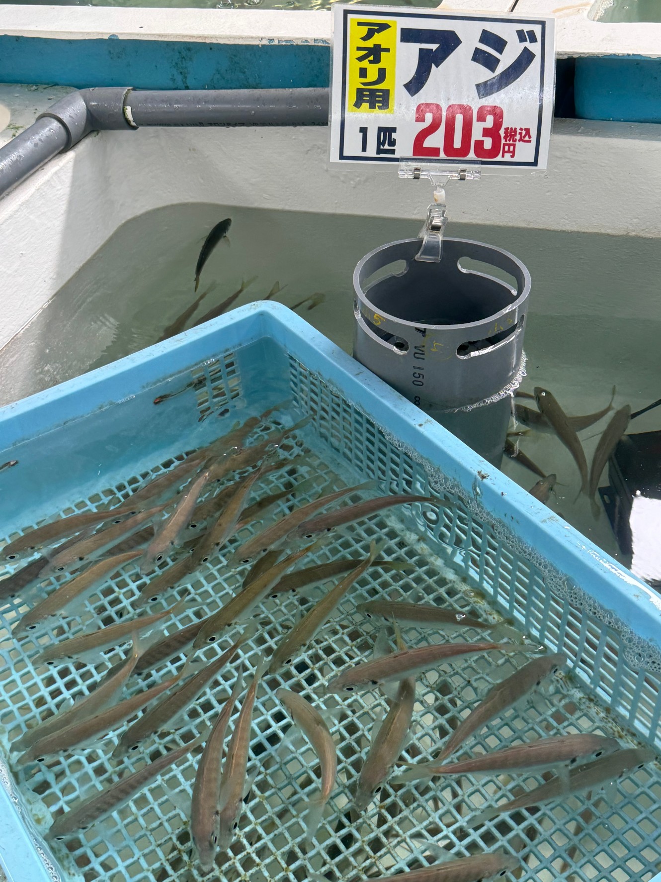 活けアジ大量に在庫有りますので、ご安心ください。釣太郎みなべ店では、アオリイカが泳いでいます。