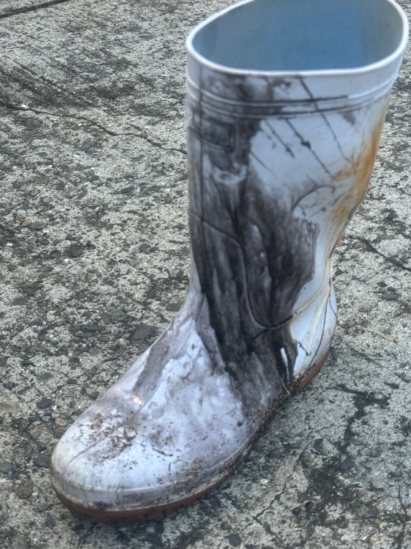 アオリイカ釣り連日絶好調で墨だらけ（笑）。１１月１０日日曜日。釣太郎