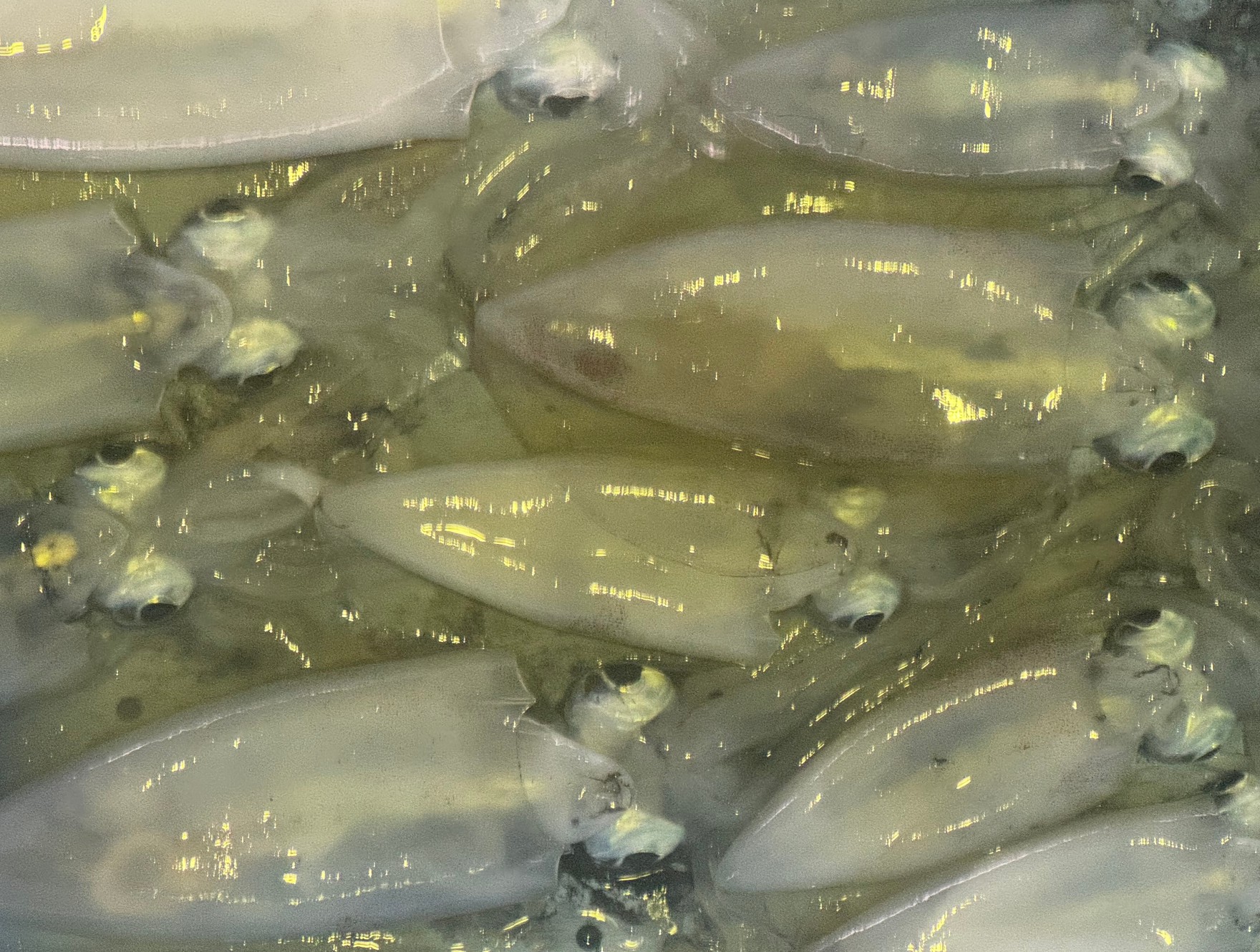 アオリイカ釣りにオススメの潮流や時間帯のご説明。釣太郎