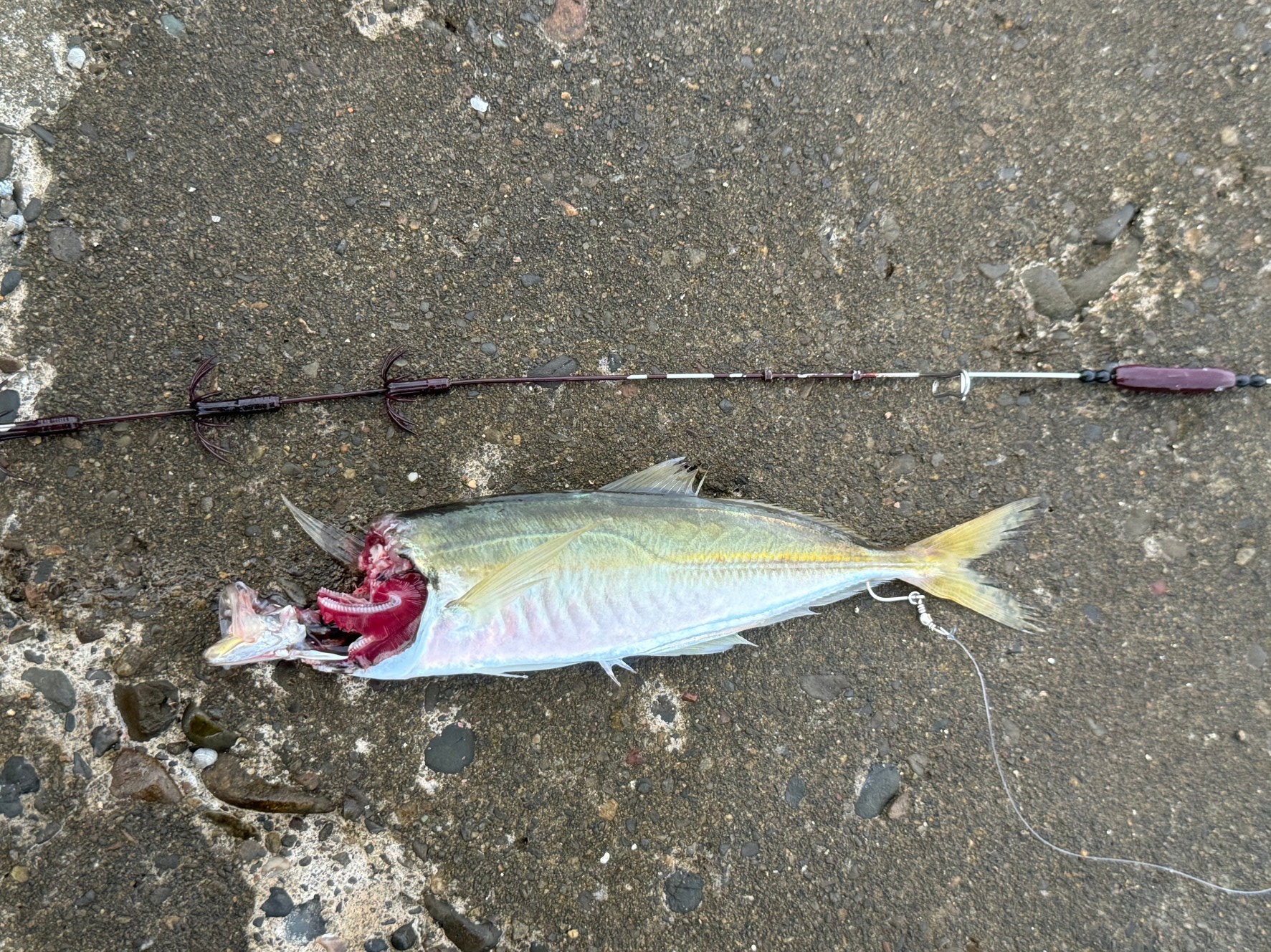 あたりは多いが節が名ほど釣れないアオリイカ。11月15日金曜日。釣太郎