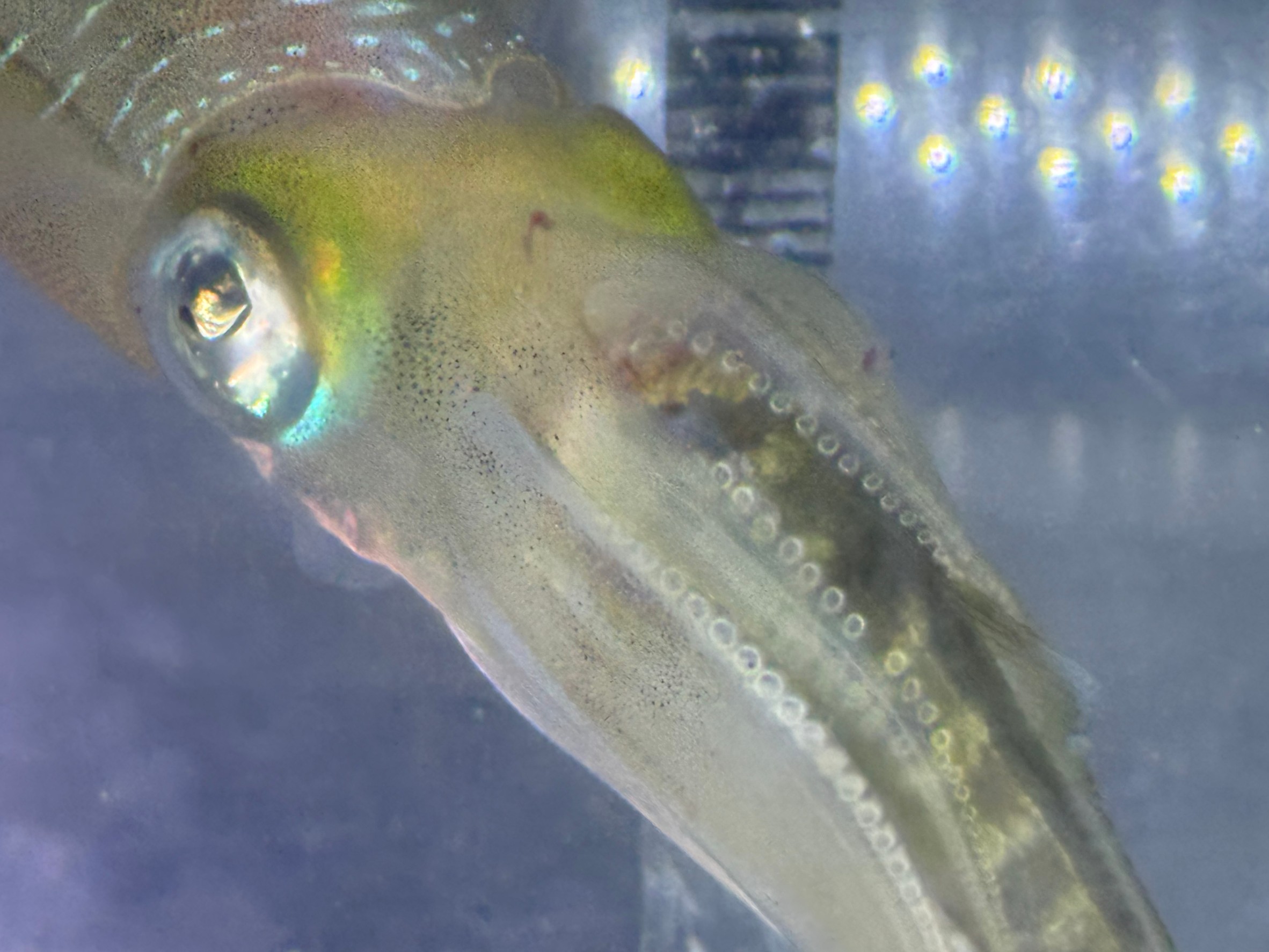 潮止まりは魚が釣れないと言われるが、アオリイカも釣れにくい？釣太郎