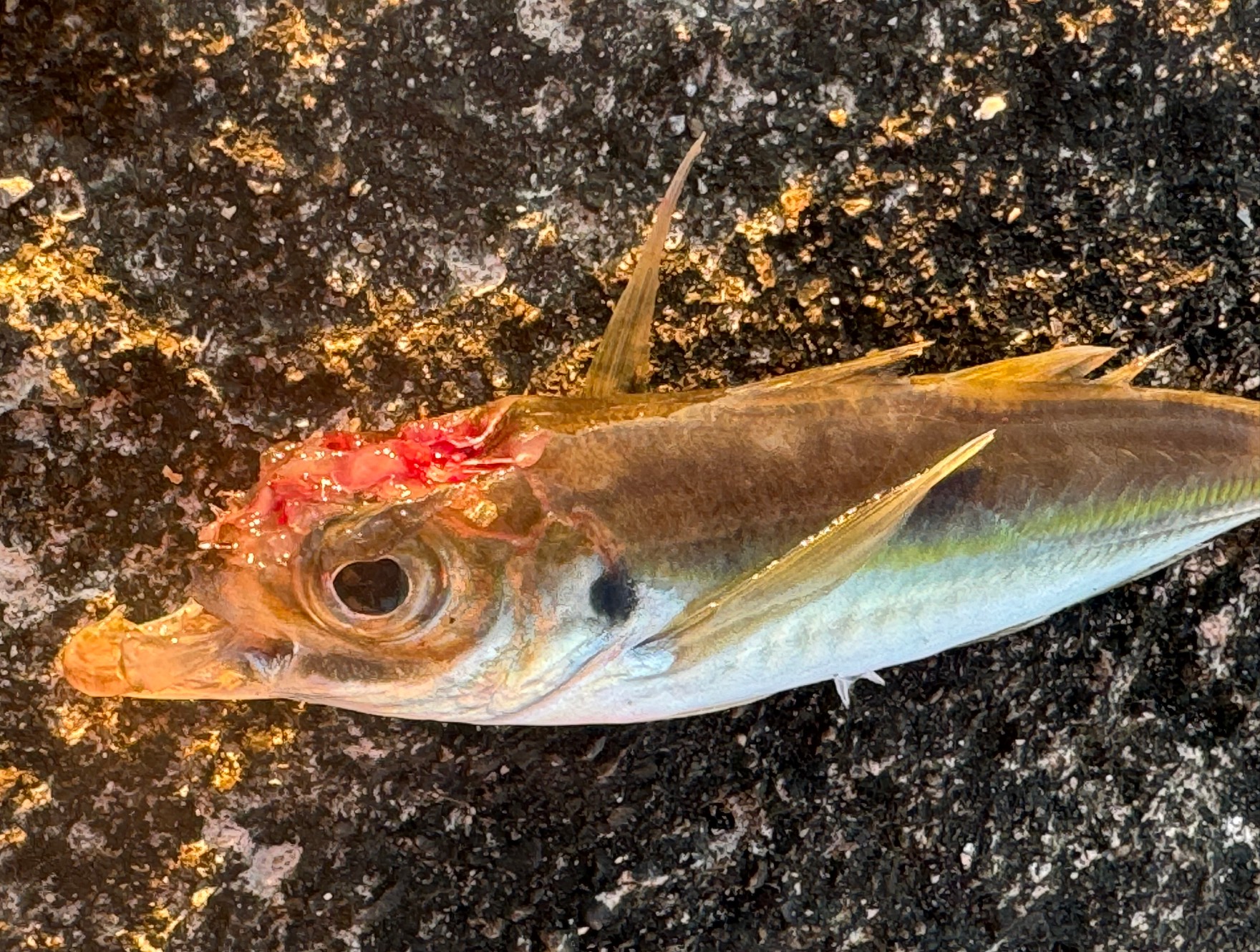 アジ殺しは、新子アオリイカのみの特徴。ヤエン釣り師の頭痛の種。釣太郎