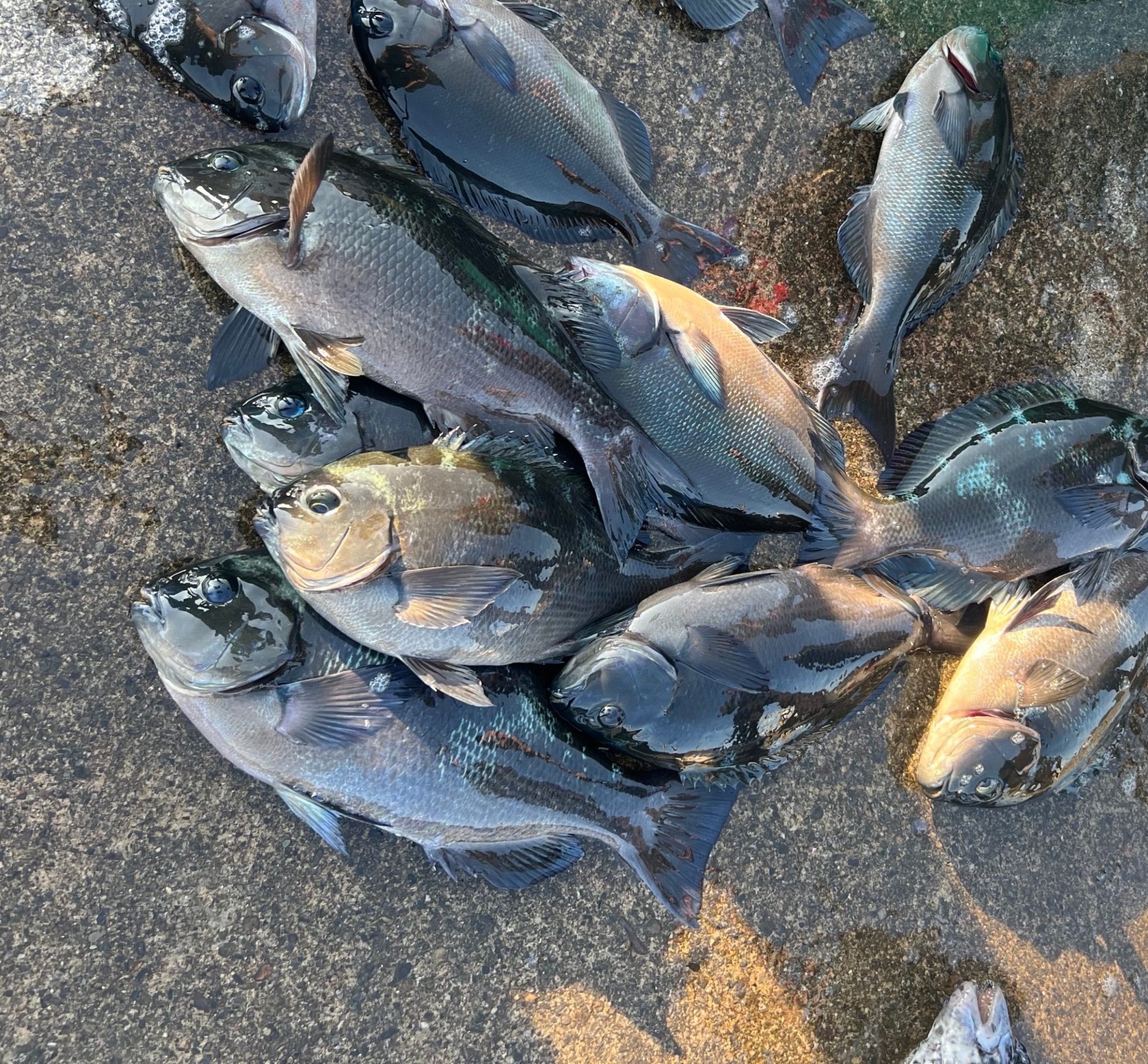 グレ（メジナ）釣り、初心者にはフカセよりカゴ釣りが向いている？釣太郎