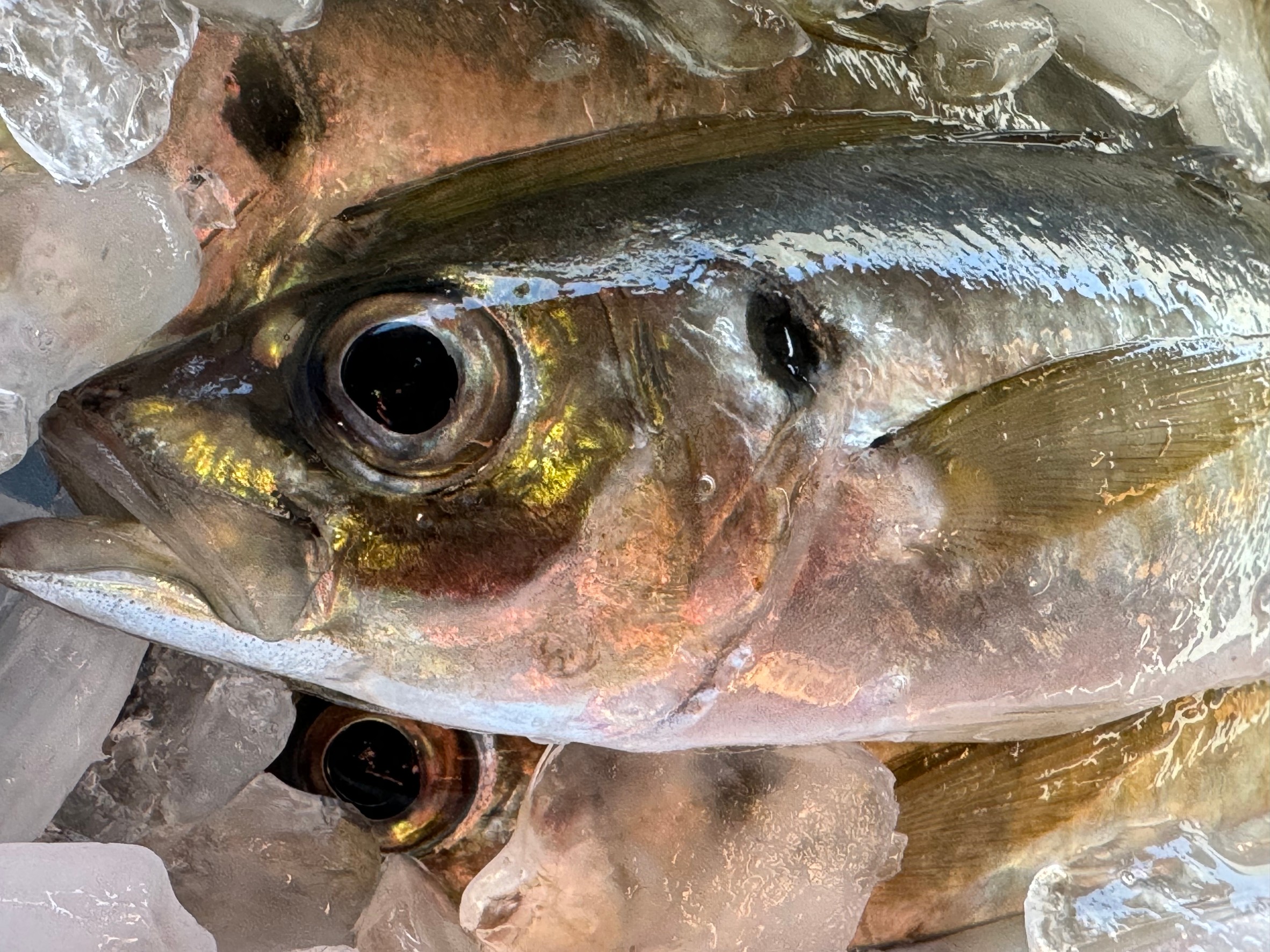 マアジの特徴紹介。釣太郎