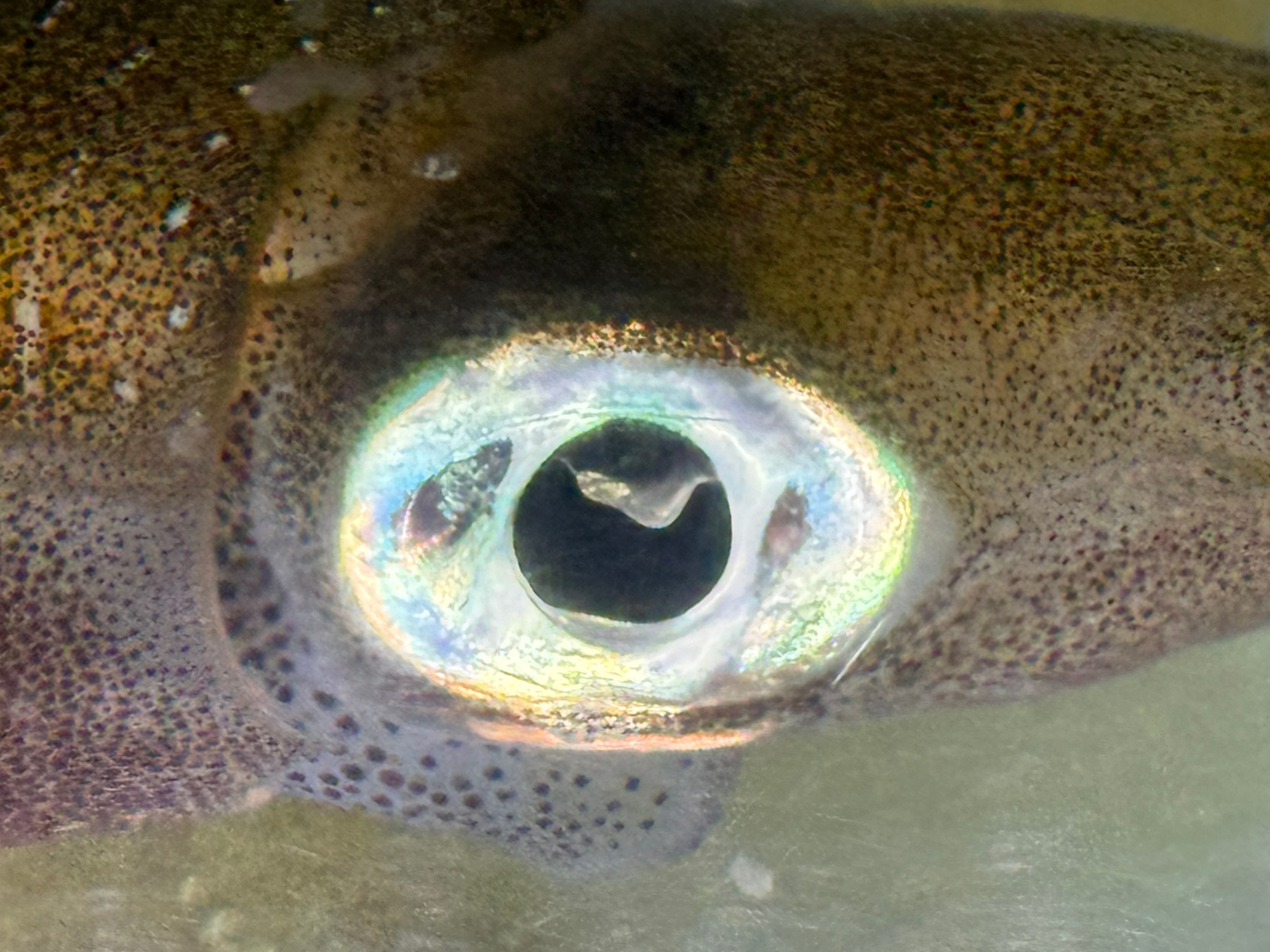 人間の体がバスケットボールほどの大きさになった時の目のサイズに匹敵すると言われているアオリイカ。釣太郎