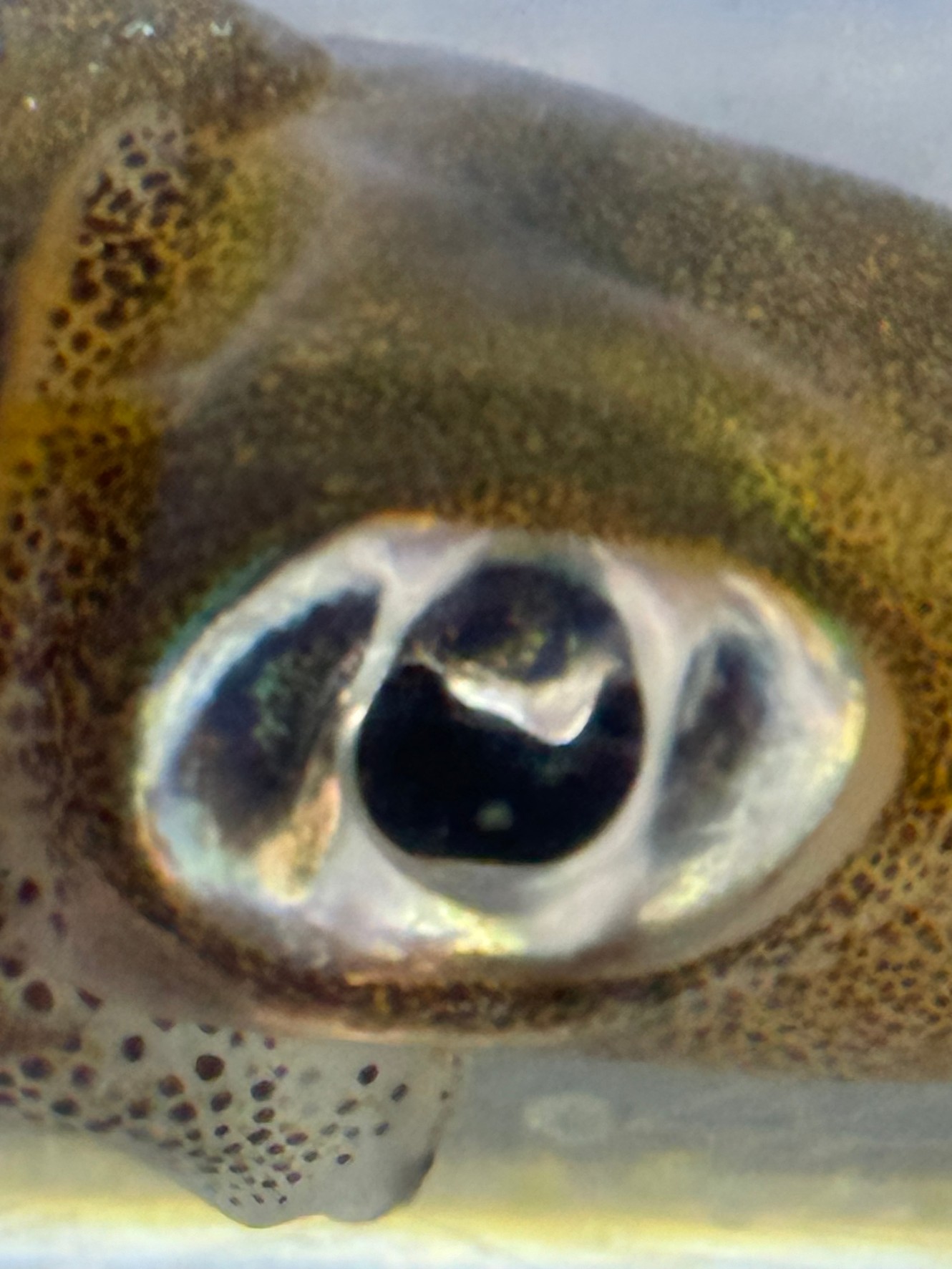 アオリイカは目玉が異常に大きいことが、視力の良さと関係していると思うが、この事についてchatGPTが詳しく説明します。釣太郎