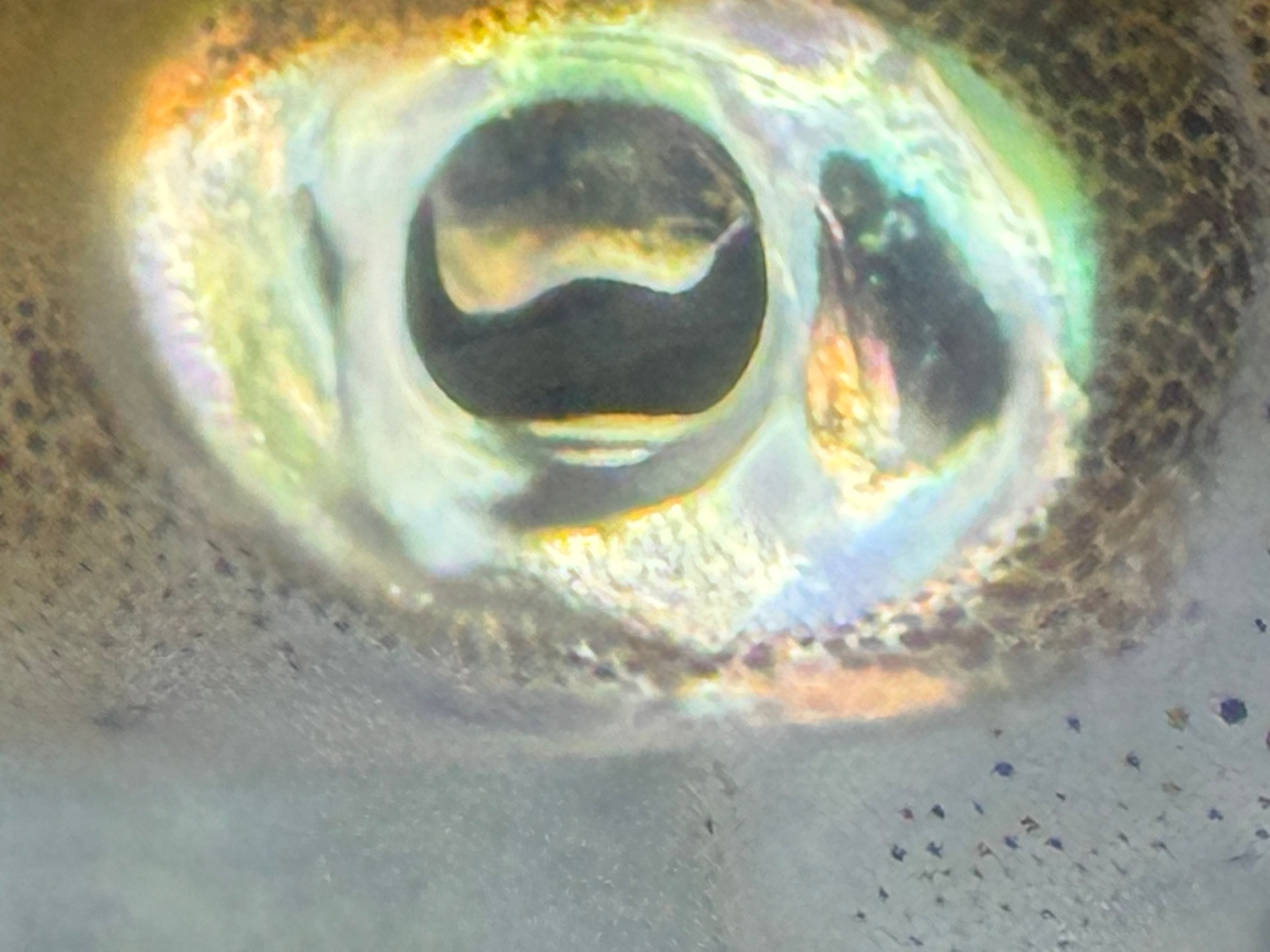 アオリイカの視力は非常に優れており、人間や他の海洋生物と比較しても特異な特徴を持っています。以下に、アオリイカの視覚の特徴を人間や他の生物と比較しながら説明します。 1. 視力の質 人間に例えると アオリイカの視力は、非常に高感度でコントラストをよく捉えます。ただし、人間のように色を細かく識別する能力(色覚)は持っていないと言われています。人間は三色型色覚(RGB)を持つのに対し、イカは色覚を持たない可能性が高いですが、偏光や紫外線を捉える能力があるとされています。 水中の可視距離: 人間の水中での視力は10~20メートルが限界と言われていますが、アオリイカは透明度が良ければこれを超える範囲で物体を識別できると考えられています。 他の生物との比較 魚類(例:アジ、カサゴ) 多くの魚は視力よりも嗅覚や側線を利用して周囲を把握しますが、アオリイカは視覚に非常に依存しています。この点でアオリイカは魚類よりも遥かに優れた視覚能力を持っています。 他の軟体動物(例:タコ) アオリイカとタコは似た視覚特性を持っていますが、アオリイカの方がより遠くの物体を捉える能力に長けていると考えられます。 2. 視力の特異性 暗闇での視力 アオリイカは瞳孔の調整と視細胞の高感度により、暗い海中でも驚異的な視力を発揮します。これは、網膜の構造が光を効率よく捉えるように最適化されているためです。人間が暗闇では物体をほとんど識別できなくなるのに対し、アオリイカは月明かり程度の光でも周囲を認識できる能力を持っています。 動体視力 アオリイカは動く物体に対して非常に敏感で、エギ(ルアー)や餌木の微細な動きをも捉える能力があります。この動体視力は、海中での捕食活動や敵からの回避に役立っています。 3. 人間との違い:視力を超えた感覚 偏光感知 アオリイカは偏光を感知する能力があり、これにより水中の光の乱れや獲物の微妙な輪郭を識別できます。人間には偏光を捉える能力がないため、これが大きな違いと言えます。 視覚範囲 アオリイカの目は側方に位置しているため、360度に近い視界を持っています。一方、人間の視野は約120度程度であり、この点でアオリイカの視覚は圧倒的に優れています。 結論 人間と比較すると、アオリイカの視覚は以下のように特化しています: 人間よりも暗闇や低光量で優れた視覚能力。 偏光や微細な動きを捉える能力。 視野の広さ(ほぼ全方向)。 他の海洋生物と比較しても、アオリイカの視覚は非常に優れており、捕食者としての成功を支える主要な要素です。これが釣りにおける仕掛けの選び方や動きが重要視される理由にも繋がります。釣太郎