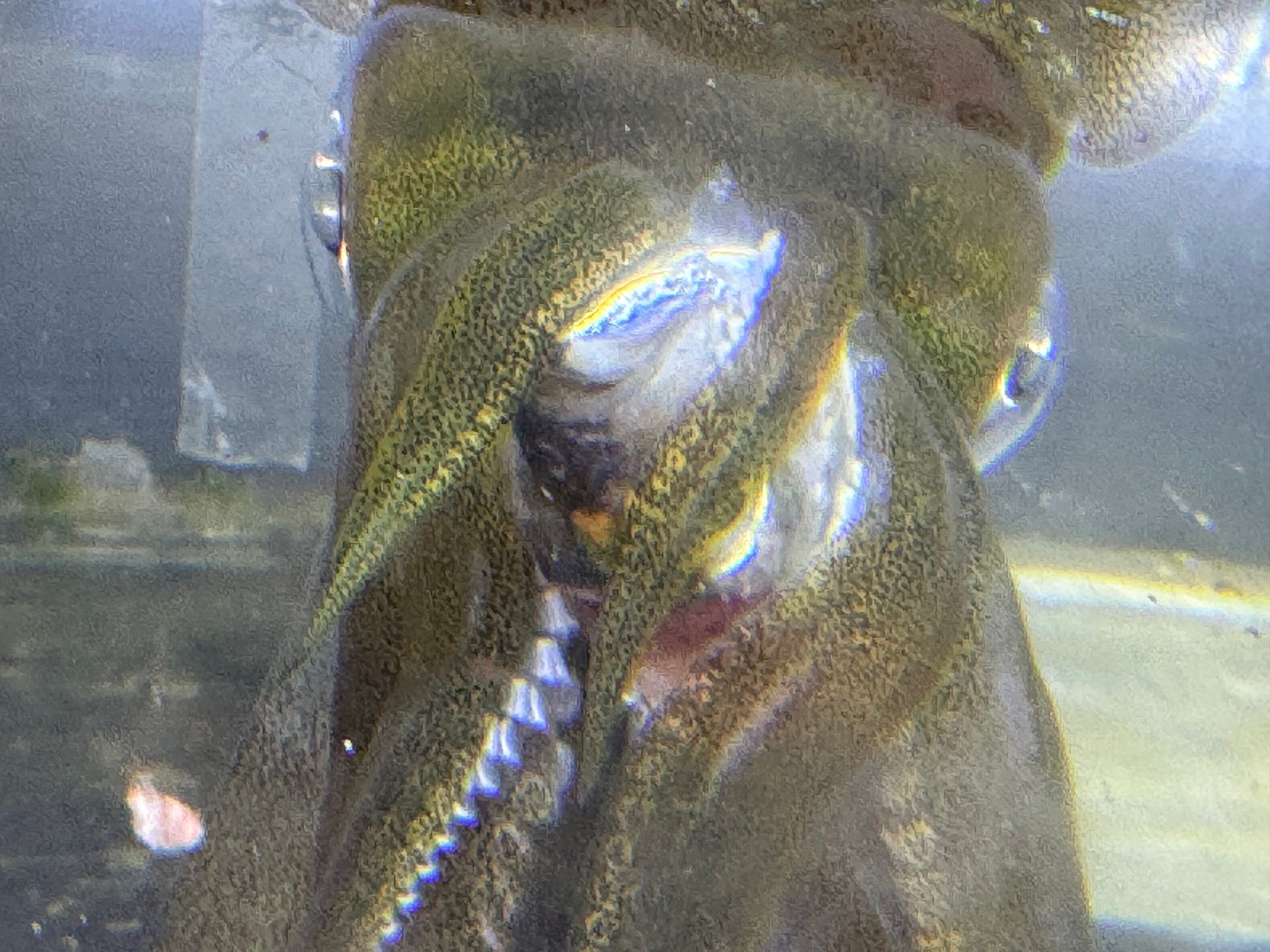 「狙うは海のハンター、アオリイカ！」 この写真に映るアオリイカの鋭い眼差しと力強い触腕。釣太郎