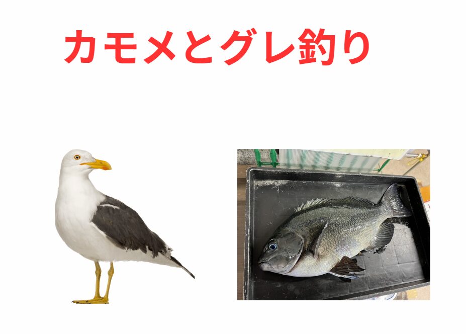 グレ（メジナ）フカセ釣りとカモメの関係説明。釣太郎