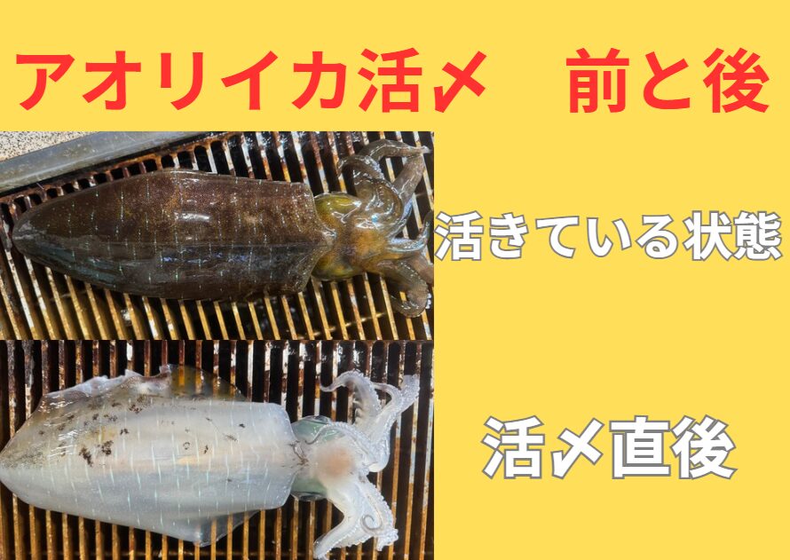 アオリイカ活〆前と後。締まると透明に返書良くします。神経は用ぬと胴体、それぞれ左と右で合計4か所。釣太郎