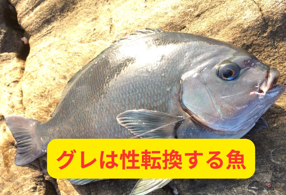 魚はグレ(メジナ)やチヌ(クロダイ)の様に性転換するものがある。この理由説明。釣太郎