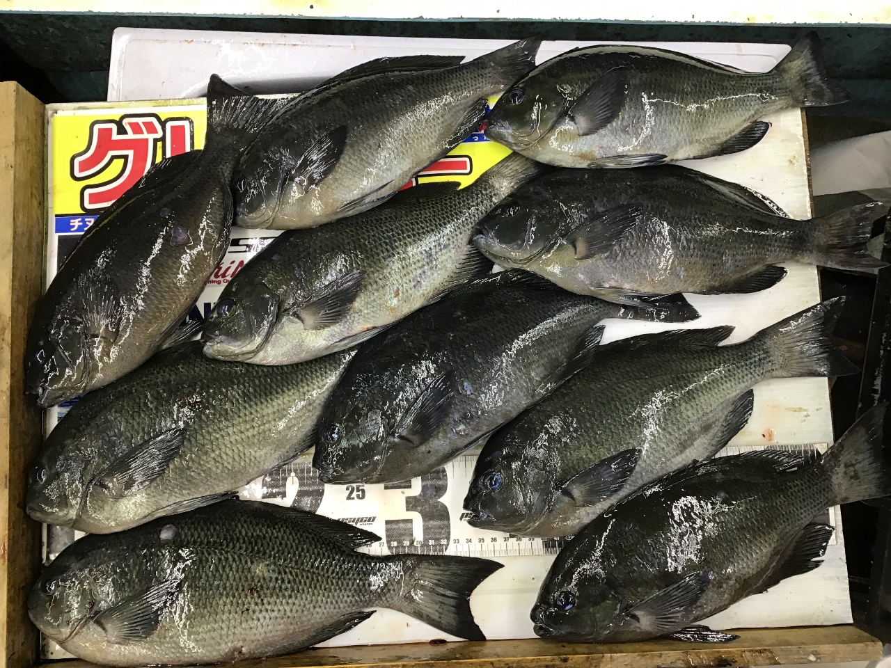 グレ釣りと米ぬかの関係。【フカセ釣り入門】釣太郎