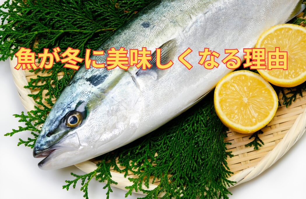 魚寒くなると美味しくなるものが多い。この理由説明。釣太郎