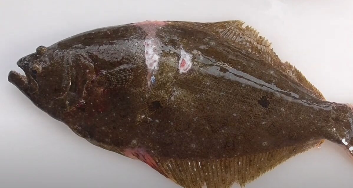 養殖平目は、成長が早いオスだけを種苗から育てることができる技術があります。釣太郎