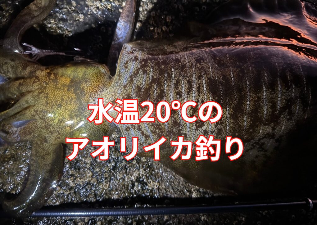 海水温度20度のアオリイカ釣りは、どんなもの？釣太郎