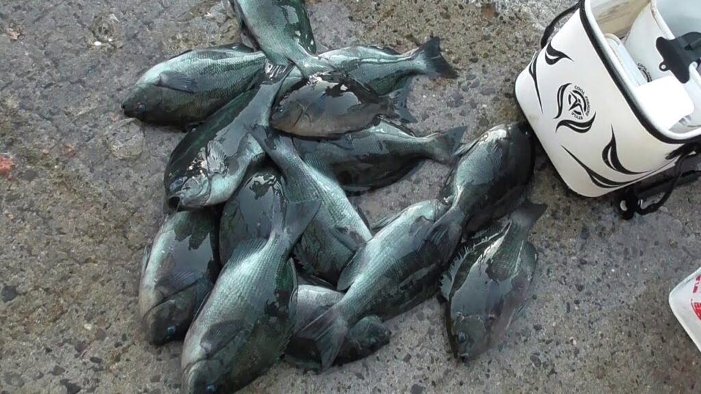 グレ釣り初心者　「ハリスの2号と1.5号で釣果とか変わる？」釣太郎