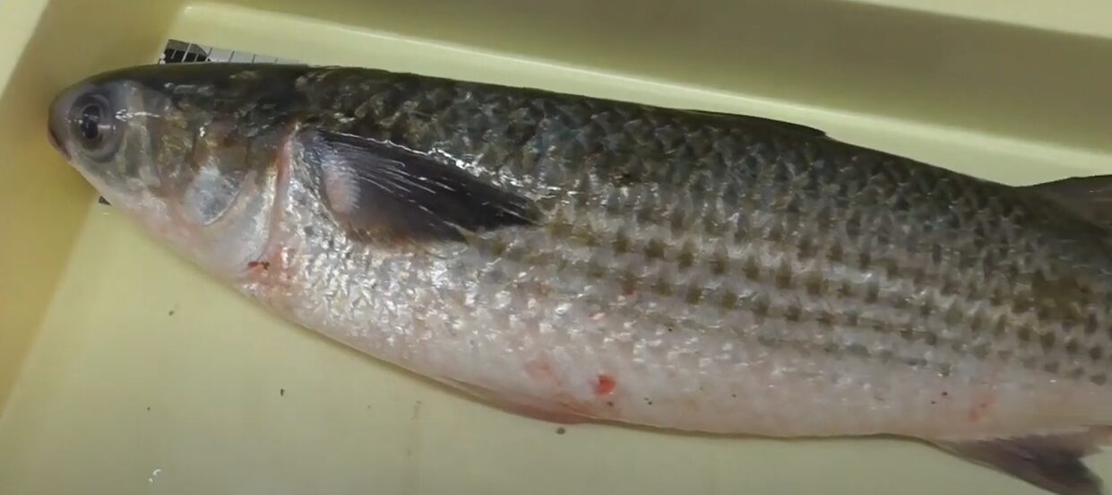 ボラは冬季は寒ボラと言われ重宝される。匂いもなく脂ものり美味。釣太郎