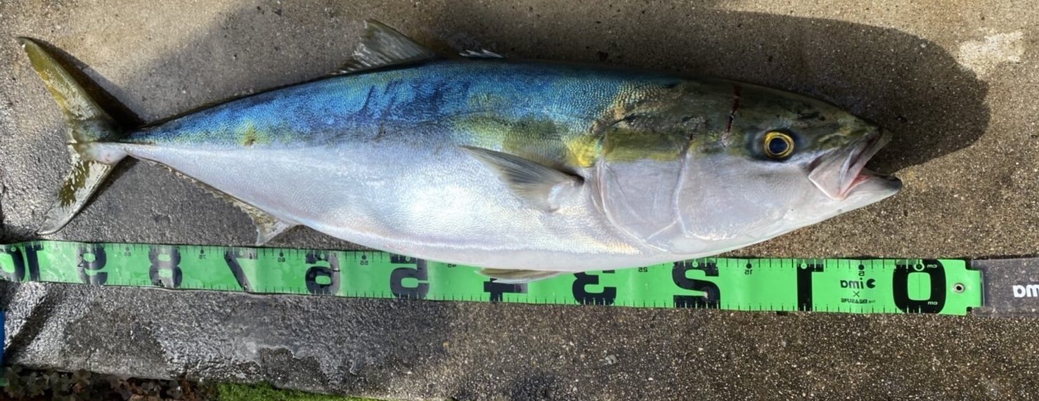 ブリの生態特徴、最大は何センチ、何キロ、寿命のご説明。釣太郎