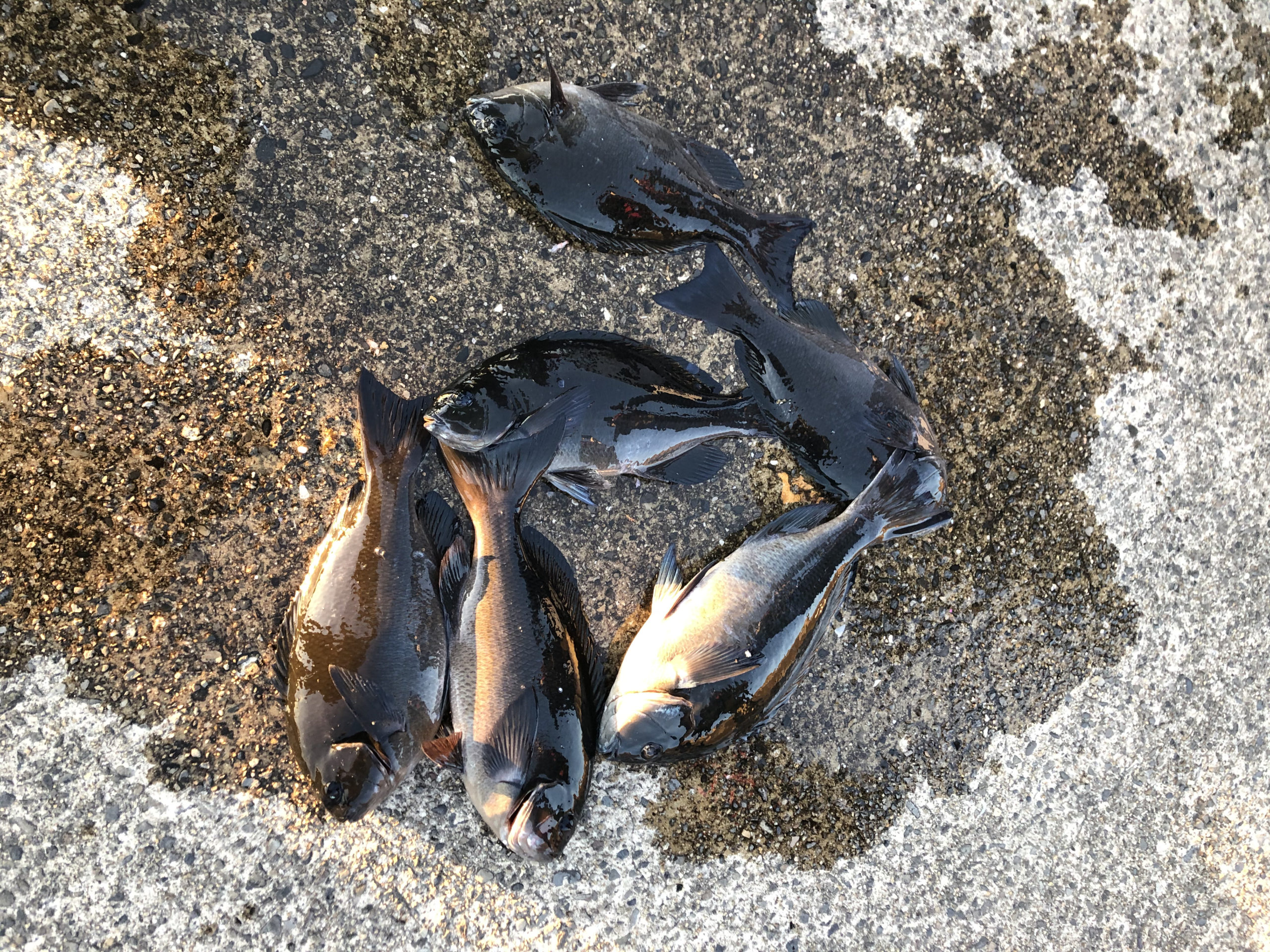 グレは遠投で釣る人が多いが、際だと釣り人がいる事を察知するためか？これをフカセ釣り初心者へ説明します。釣太郎