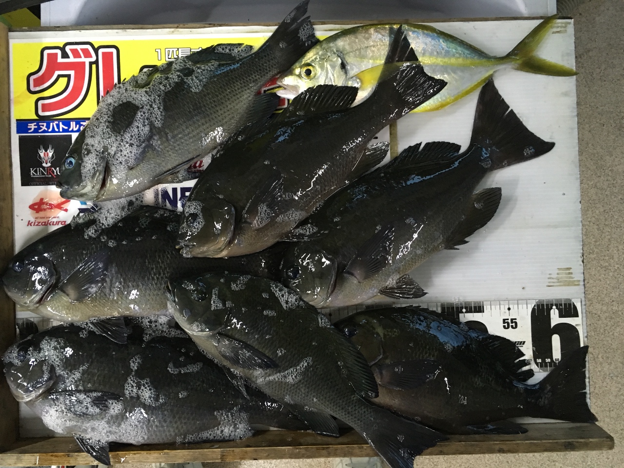 冬季の寒グレ（メジナ）釣りは、朝メズメではなく午後から、特に夕マズメが好機であることの説明。【フカセ釣り入門】釣太郎