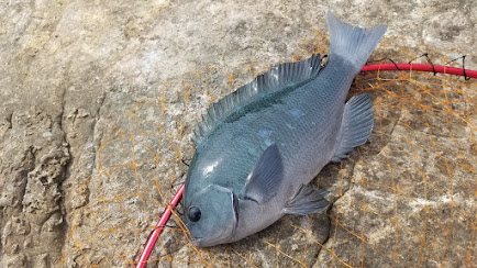 グレは海の中から、釣人を見ている？フカセ釣り基礎知識。釣太郎