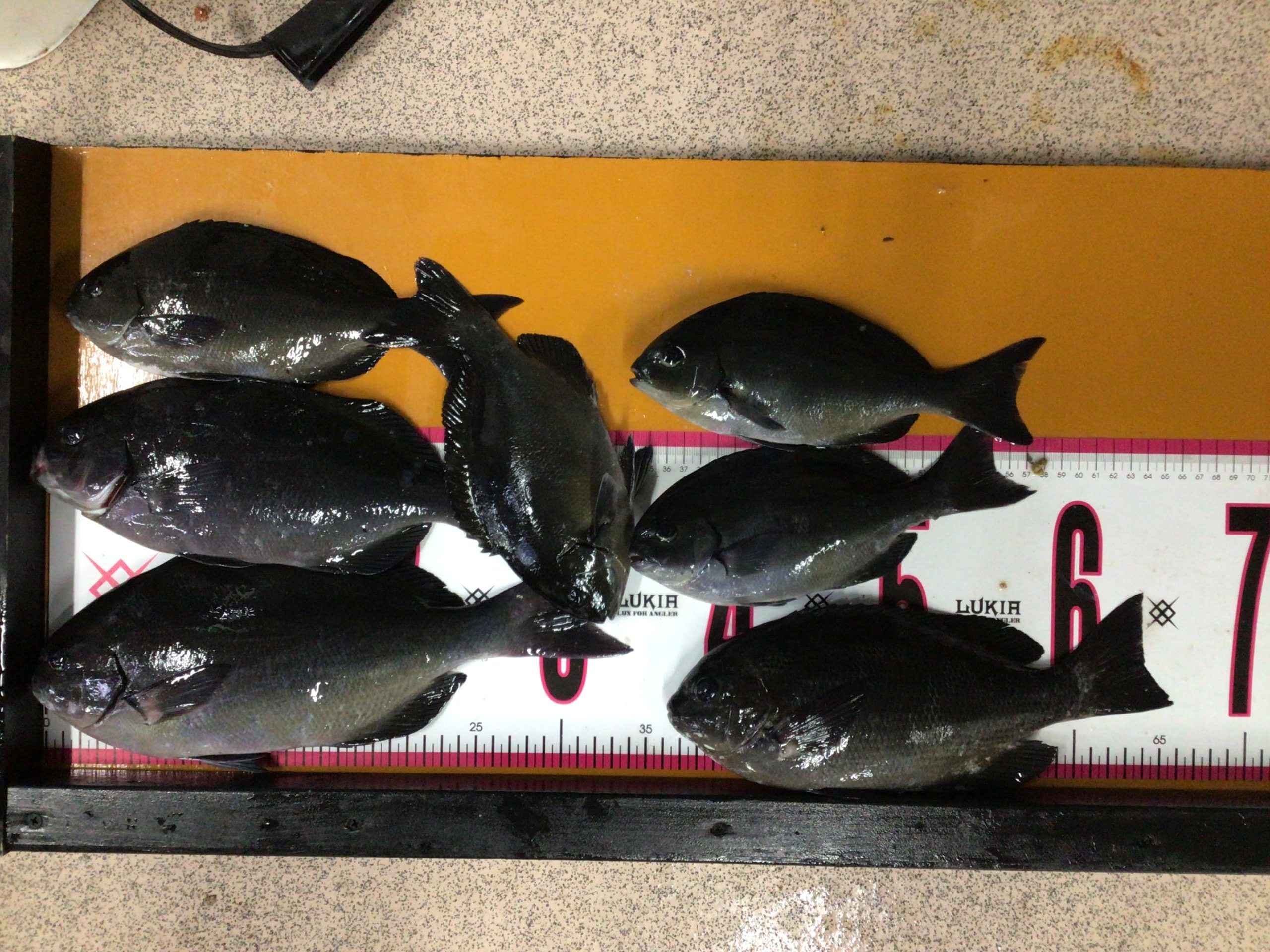 グレ(メジナ)は寒くなると海底で群れて固まっている。フカセ釣り入門。釣太郎