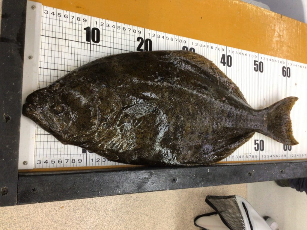 平目は10キロを超える大型もあるが、どれくらいの速さで成長する？釣太郎