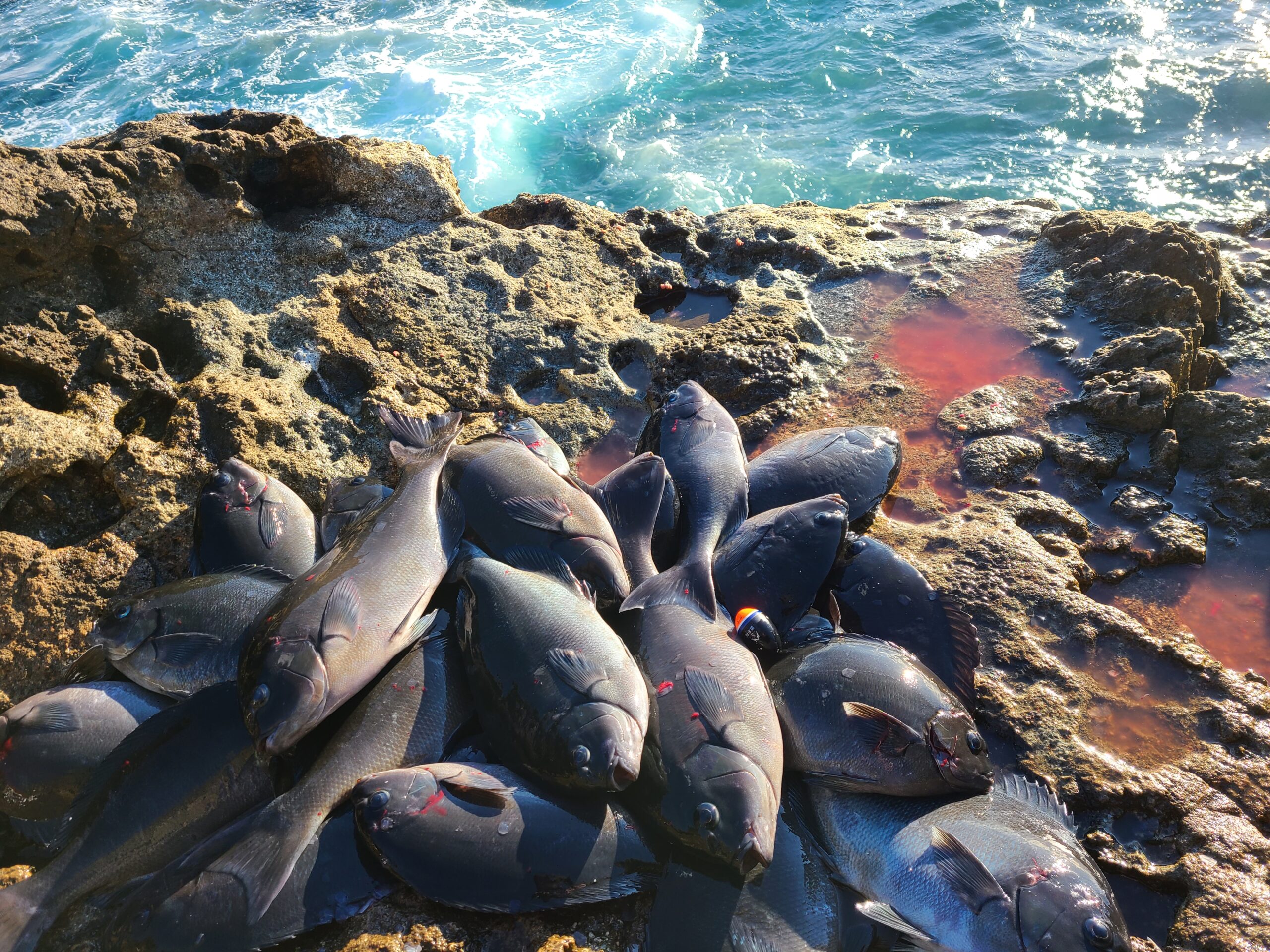 グレ（メジナ）は磯からどれくらい離れる？　【フカセ釣り入門】釣太郎