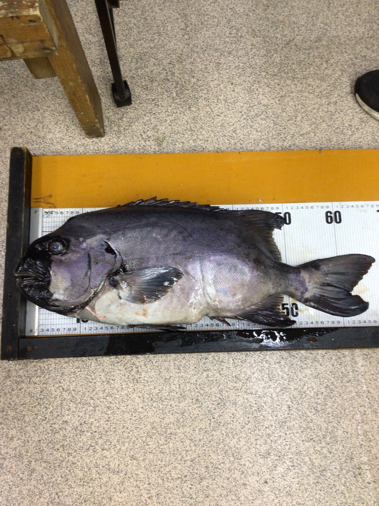 石鯛釣りは「早合わせが厳禁」が鉄板法則だが、この理由は?底物釣り入門。釣太郎