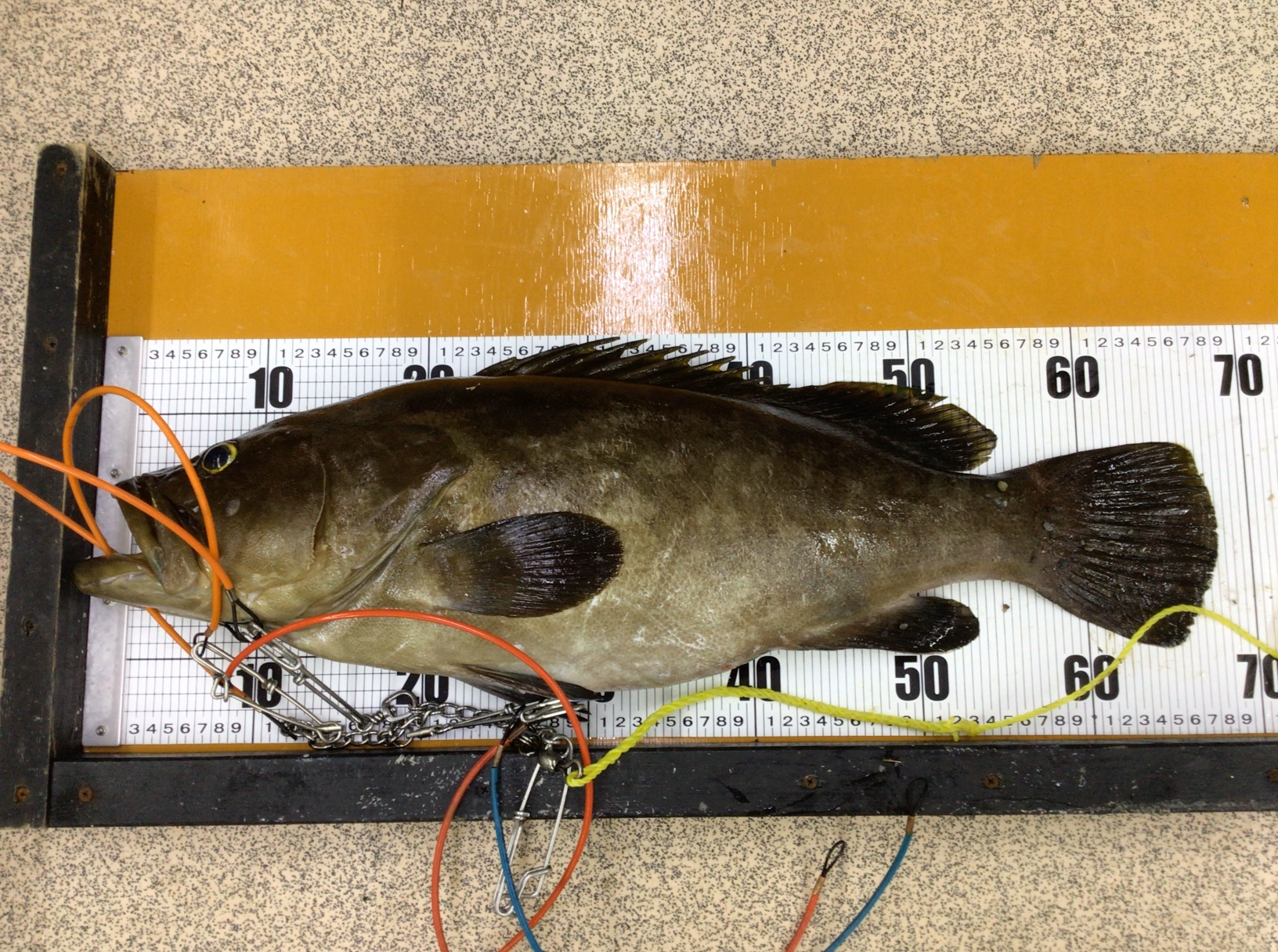 クエは超高級魚で幻の魚と言われる。特に紀州産がブランドだが、この理由は？釣太郎