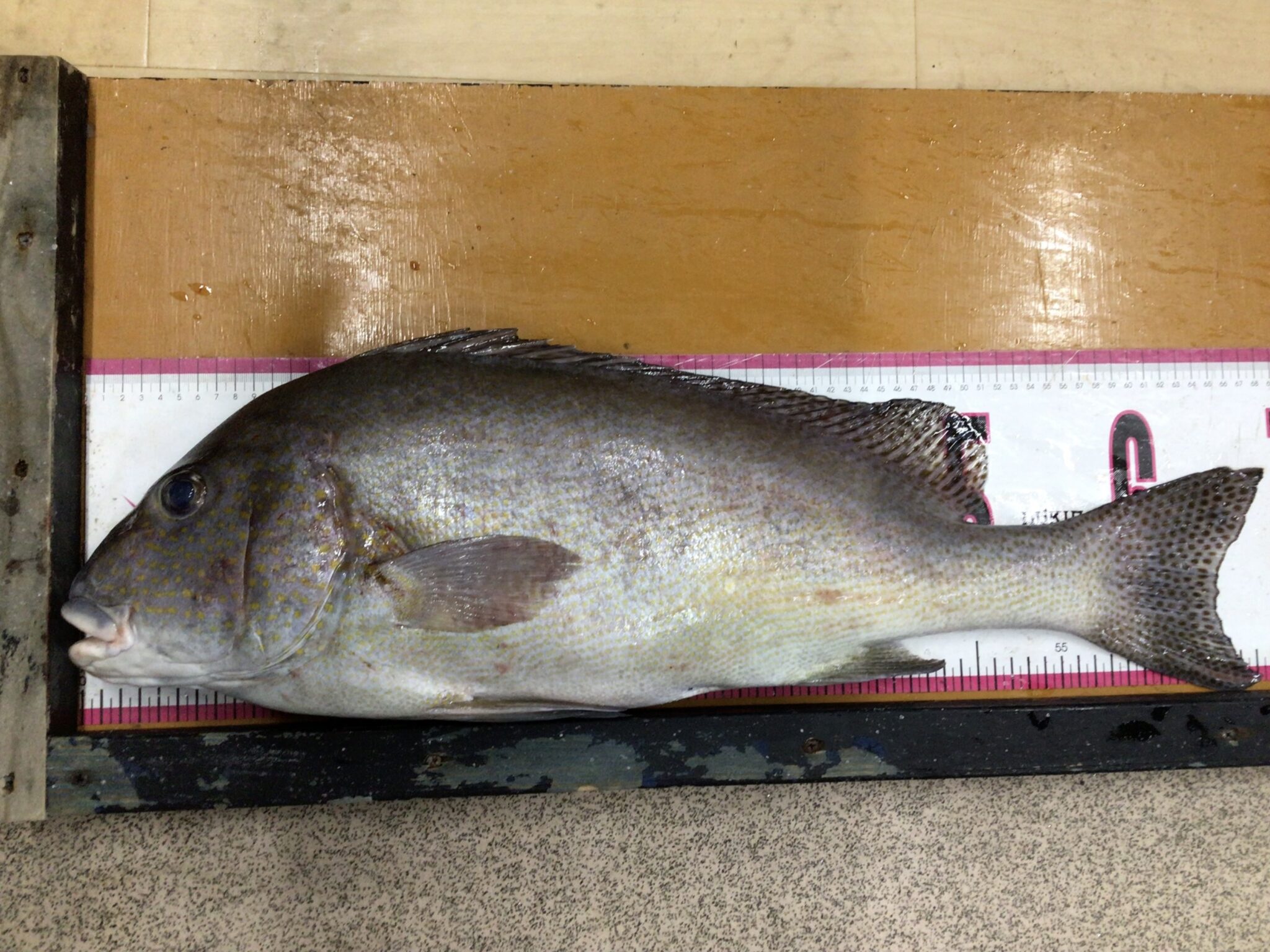 コロダイ（スズキ目イサキ科）は成長が比較的遅い魚ですが、大型化することが可能で、体長と年齢、重量の目安表。釣太郎