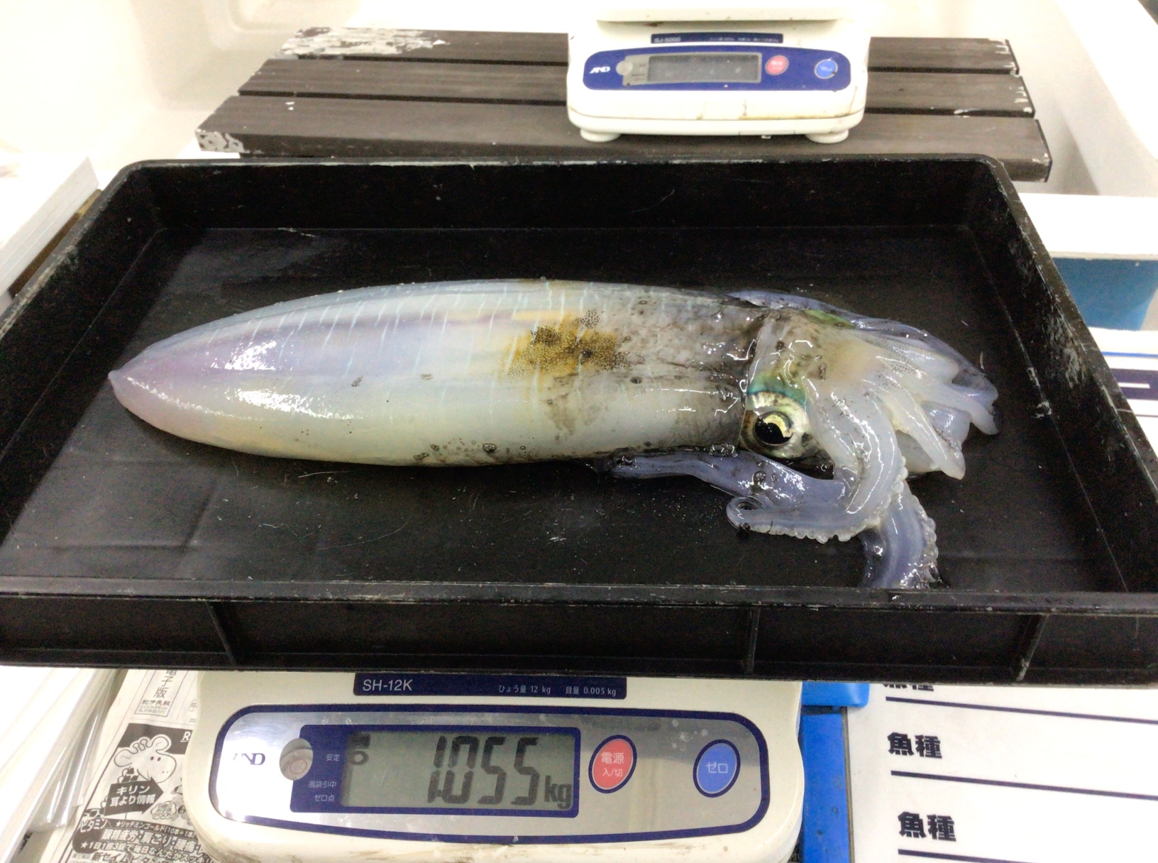 アオリイカヤエン釣りは、何メートル単位でエリアを決め、活けアジを泳がせるのが効率的か？釣太郎