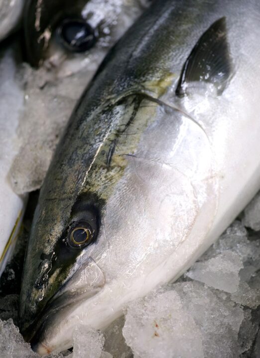 ブリの季節ごとの脂肪含有率。釣太郎