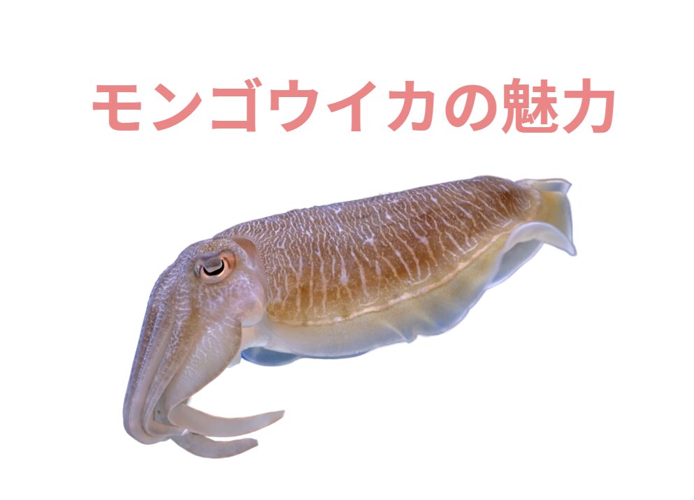 紋甲イカの魅力紹介。釣太郎