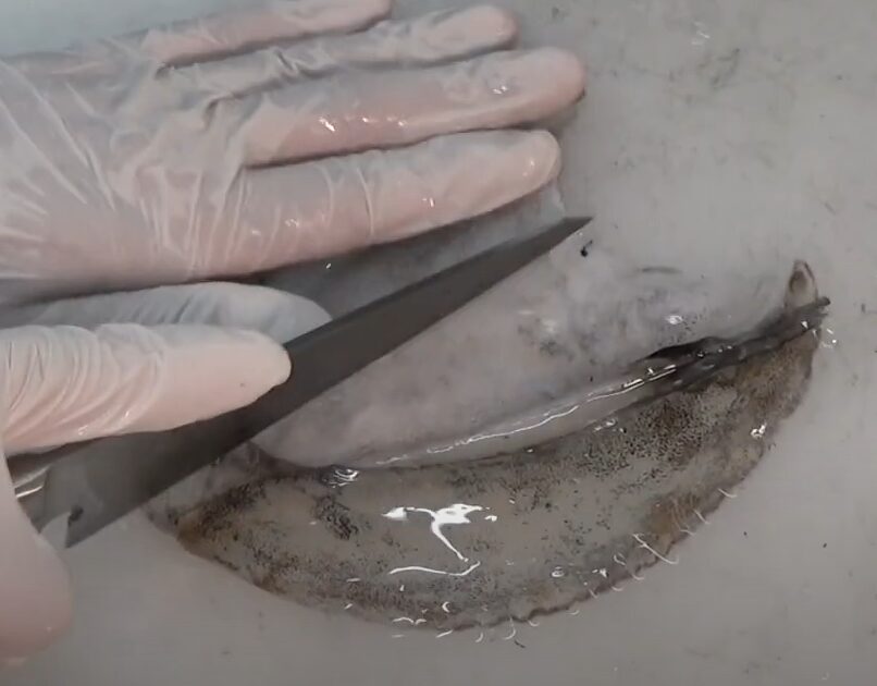 アオリイカのエンペラ、この部位はコリコリしていて美味だが、ここは筋肉?釣太郎