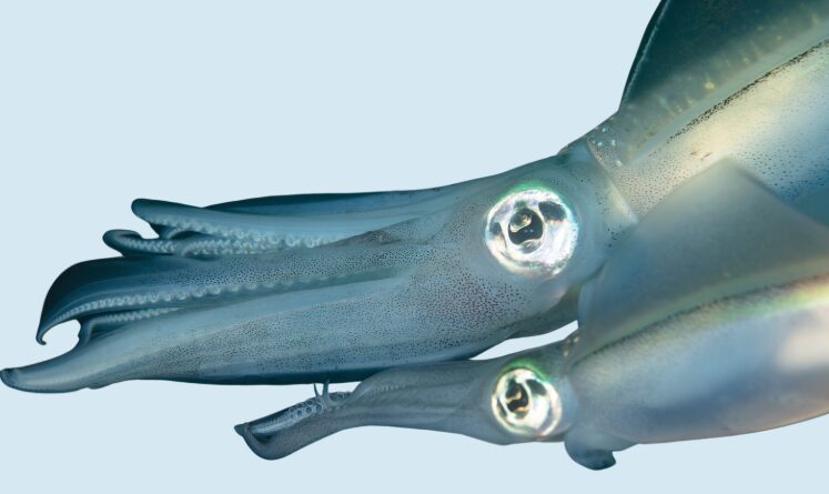 アオリイカは透明だが、魚で透明なものはない。なぜ？釣太郎