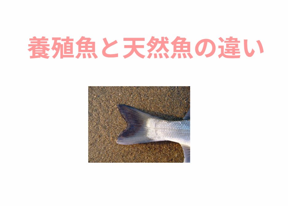 養殖と天然、魚は尾鰭を見れば最もわかりやすい。広い海を泳ぐ天然魚は、尾ヒレの先端が鋭い。釣太郎