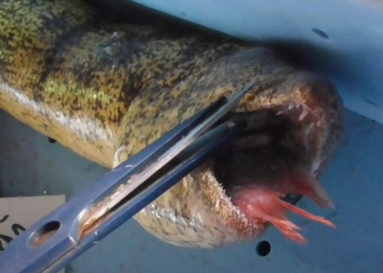 アオリイカのヤエン釣りとウツボの関係について。釣太郎