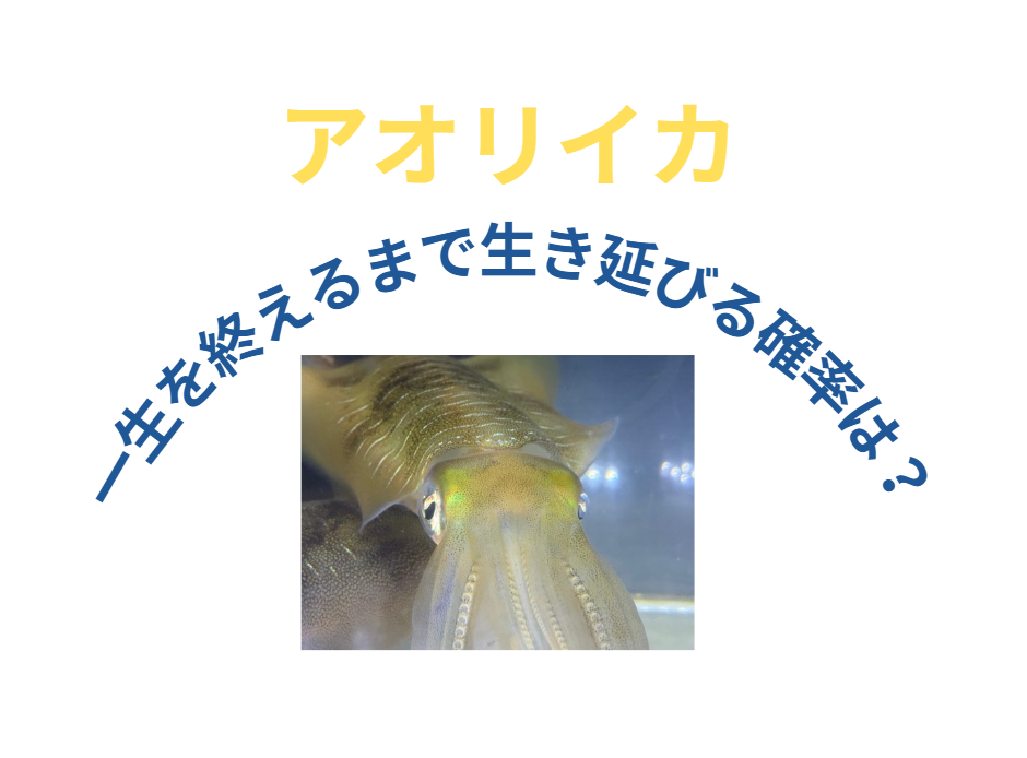 アオリイカが生涯を全うする確率は、どれくらいあるか？釣太郎