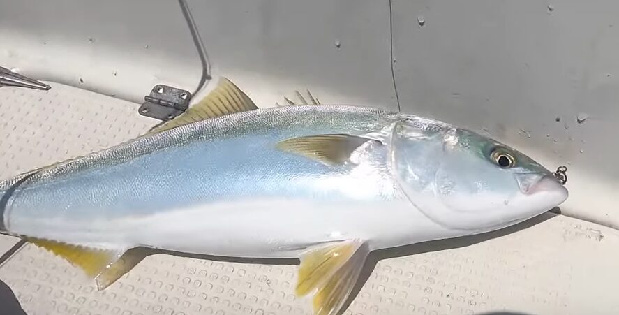 ブリに寄生虫が多い理由説明 【青物魚釣り入門】釣太郎