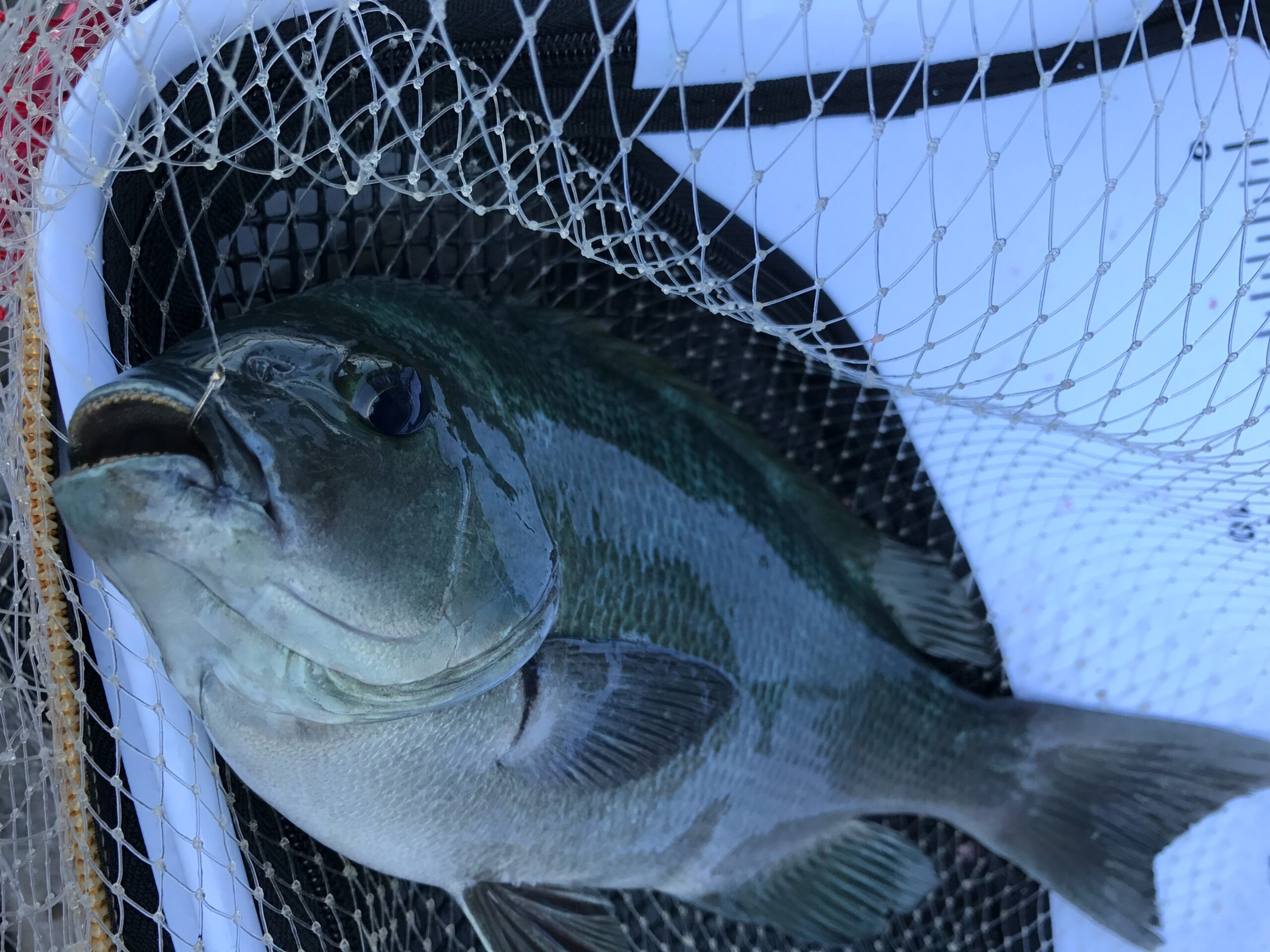 和歌山南紀の初夏はコッパグレが湧くが、グレ(メジナ)はどこで産卵する?どれくらい産む?20センチになるまで何年かかる?釣太郎