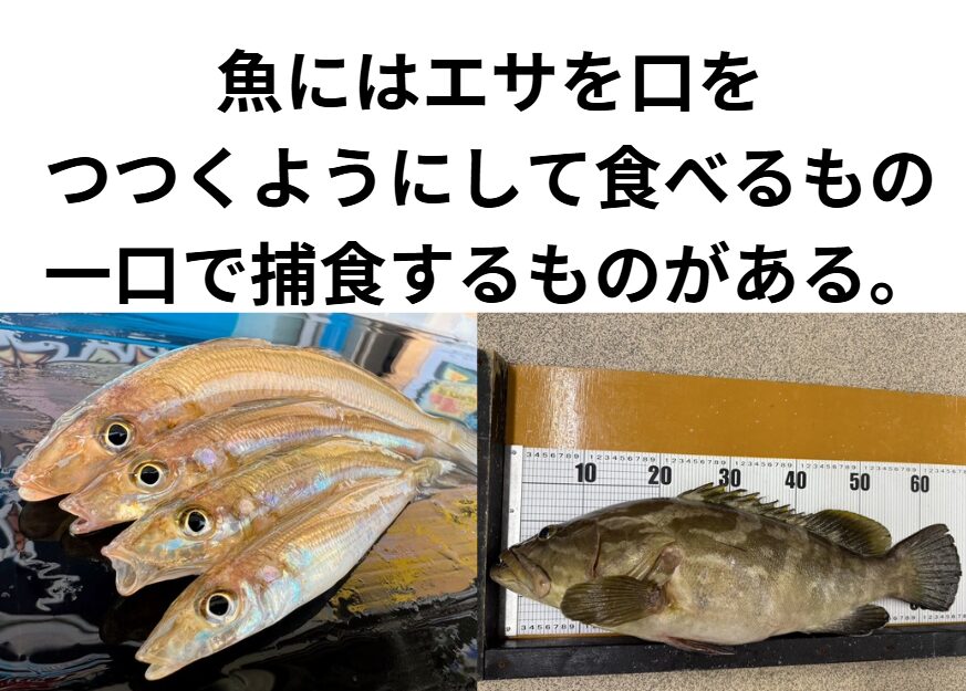 魚にはエサを口をつつくようにして食べるものと、一口で捕食する物がある。釣太郎