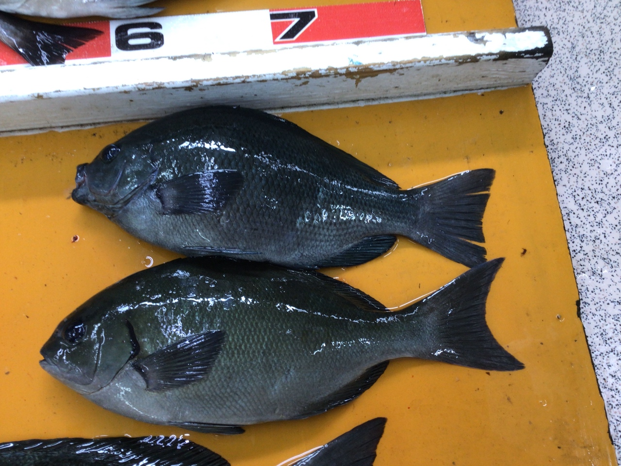 グレ（メジナ）釣りと麦ぬかの関係。フカセ釣り入門。釣太郎