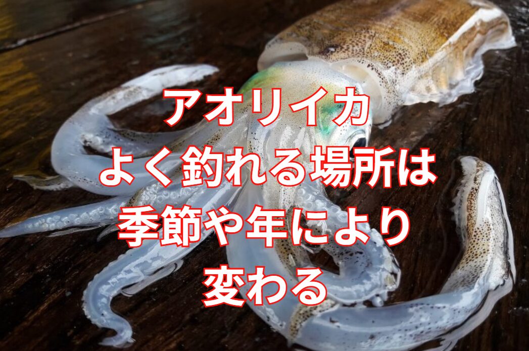 アオリイカ釣り、よく釣れるポイントは年や季節により大きく変わる理由説明。釣太郎